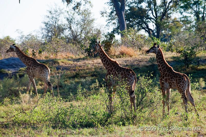 20090616_083350 D3 X1.jpg - Giraffe